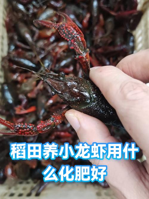 稻田养小龙虾用什么化肥好